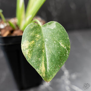 Monstera deliciosa 'Miracle' (wk43-U182)