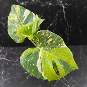 Monstera deliciosa 'Miracle' (wk43-U182)