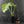 Monstera deliciosa 'Miracle' (wk41-U82)