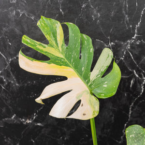 Monstera deliciosa 'Miracle' (wk41-U82)