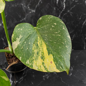 Monstera deliciosa 'Miracle' (wk41-U82)