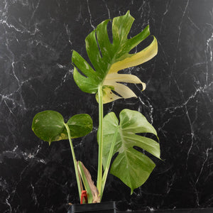 Monstera deliciosa 'Miracle' (wk41-U82)