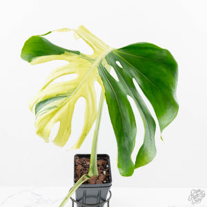 Monstera Deliciosa 'Ocean Mint' (wk22-UK)