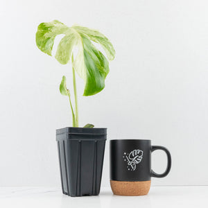 Monstera Deliciosa 'Ocean Mint' (wk30-UA)