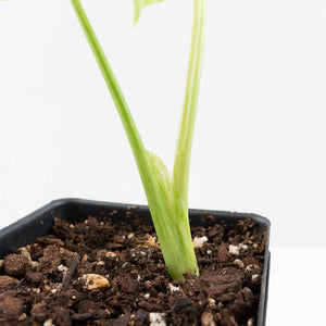 Monstera Deliciosa 'Ocean Mint' (wk31-UH)