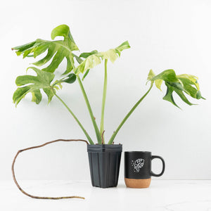 Monstera Deliciosa 'Ocean Mint' (wk33-U4)