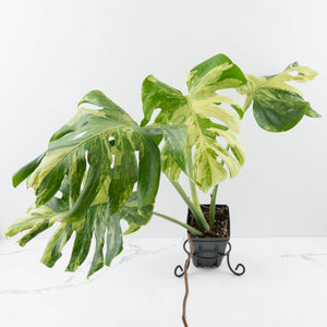 Monstera Deliciosa 'Ocean Mint' (wk33-U4)