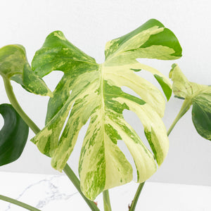 Monstera Deliciosa 'Ocean Mint' (wk33-U4)