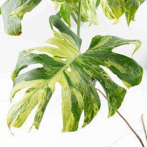 Monstera Deliciosa 'Ocean Mint' (wk33-U4)