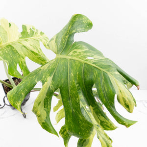 Monstera Deliciosa 'Ocean Mint' (wk33-U4)