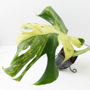 Monstera Deliciosa 'Ocean Mint' (wk33-U4)