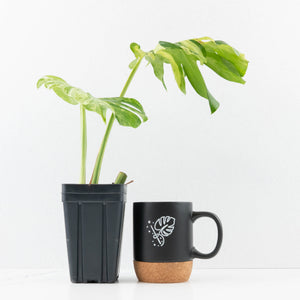 Monstera Deliciosa 'Ocean Mint' (wk35-U115)