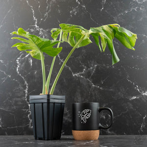 Monstera Deliciosa 'Ocean Mint' (wk42-U115)