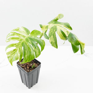 Monstera Deliciosa 'Ocean Mint' (wk35-U115)