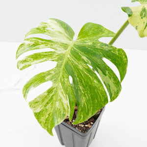 Monstera Deliciosa 'Ocean Mint' (wk35-U115)