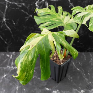 Monstera Deliciosa 'Ocean Mint' (wk42-U115)
