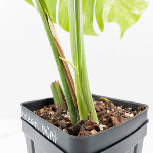 Monstera Deliciosa 'Ocean Mint' (wk35-U115)
