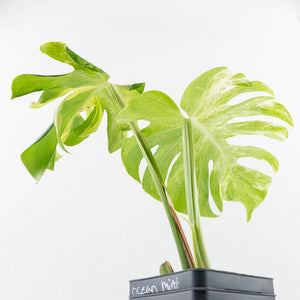 Monstera Deliciosa 'Ocean Mint' (wk35-U115)