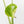 Monstera Deliciosa 'Ocean Mint' (wk37-U71)
