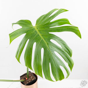 Monstera Deliciosa 'Tattoo' (wk27-UE) XL