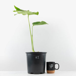 Monstera Deliciosa 'Tattoo' (wk33-U2)