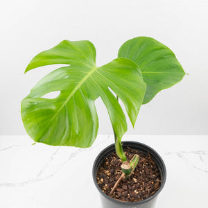 Monstera Deliciosa 'Tattoo' (wk33-U2)