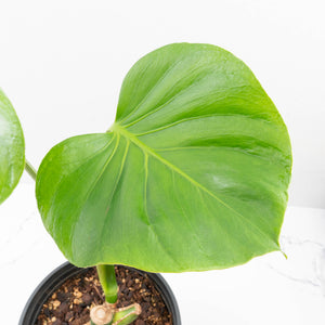 Monstera Deliciosa 'Tattoo' (wk33-U2)