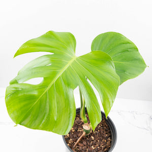 Monstera Deliciosa 'Tattoo' (wk33-U2)
