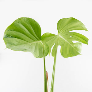 Monstera Deliciosa 'Tattoo' (wk33-U2)