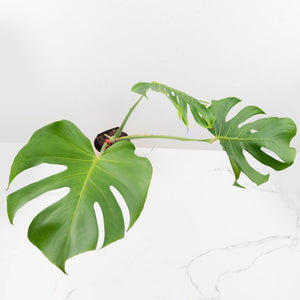Monstera Deliciosa 'Tattoo' (wk33-U3)