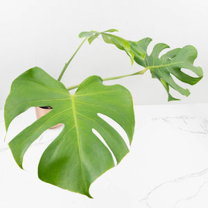 Monstera Deliciosa 'Tattoo' (wk33-U3)