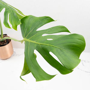 Monstera Deliciosa 'Tattoo' (wk33-U3)