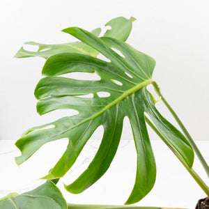Monstera Deliciosa 'Tattoo' (wk33-U3)