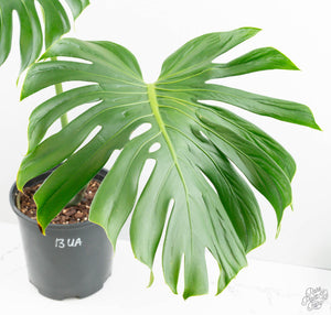 Monstera Deliciosa 'Tattoo' (wk13-UA) *XL*
