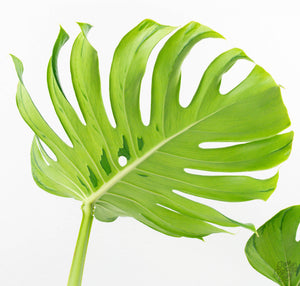 Monstera Deliciosa 'Tattoo' (wk13-UA) *XL*