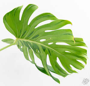 Monstera Deliciosa 'Tattoo' (wk13-UA) *XL*