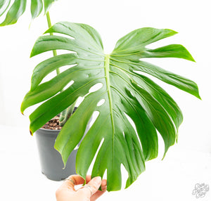 Monstera Deliciosa 'Tattoo' (wk13-UA) *XL*