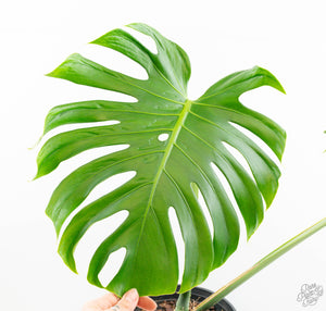Monstera Deliciosa 'Tattoo' (wk13-UA) *XL*
