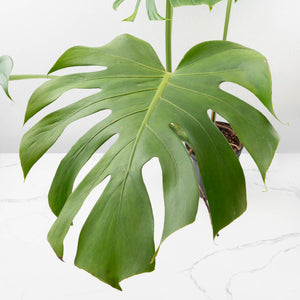 Monstera Deliciosa 'Tattoo' Sport Variegated (wk33-U1)