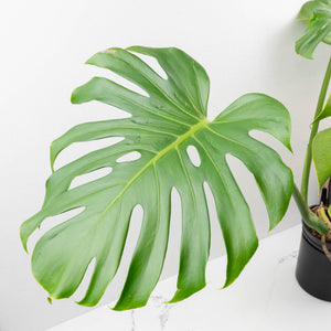 Monstera Deliciosa 'Tattoo' Sport Variegated (wk33-U1)