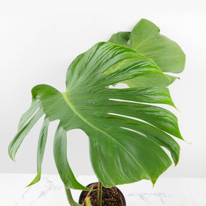Monstera Deliciosa 'Tattoo' Sport Variegated (wk33-U1)