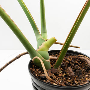 Monstera Deliciosa 'Tattoo' Sport Variegated (wk33-U1)