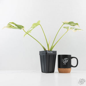 Monstera Deliciosa Thai Constellation 'Platinum' (wk27-C)