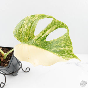 Monstera Deliciosa Thai Constellation 'Platinum' (wk27-C)