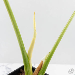 Monstera Deliciosa Thai Constellation 'Platinum' (wk27-C)