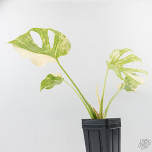Monstera Deliciosa Thai Constellation 'Platinum' (wk27-C)