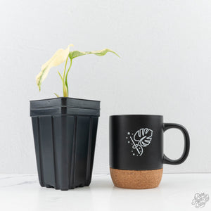 Monstera Deliciosa Thai Constellation 'Platinum' - From Node Cutting (wk29-A)