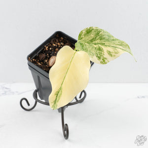 Monstera Deliciosa Thai Constellation 'Platinum' - From Node Cutting (wk29-A)