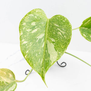 Monstera Deliciosa Thai Constellation 'Platinum' (wk32-L181)