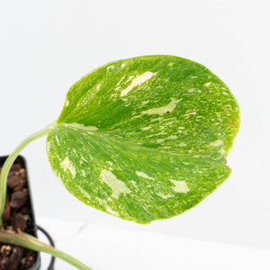 Monstera Deliciosa Thai Constellation 'Platinum' (wk32-L181)